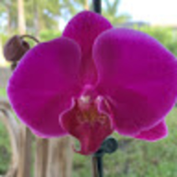 Meet your Posher, Rosie j b - Picture 1 of 1